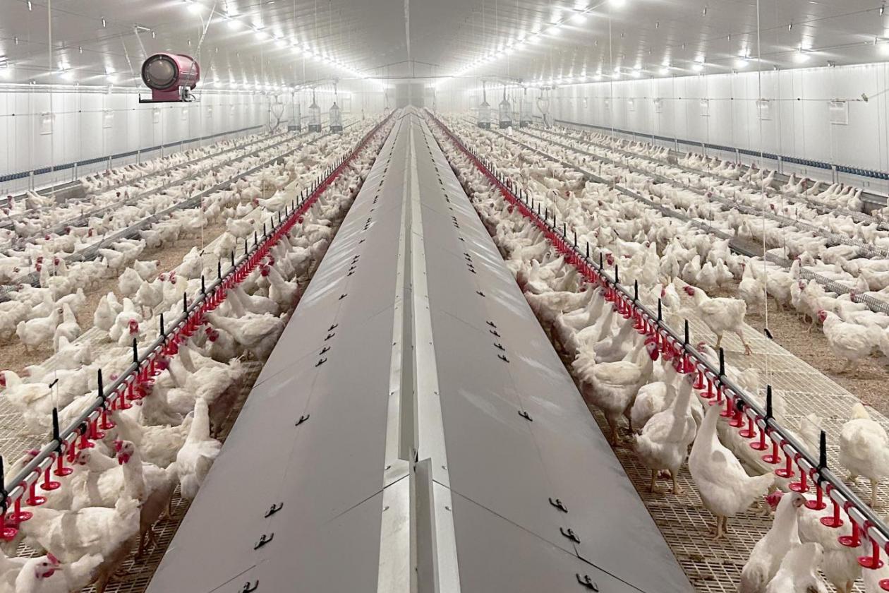 Modern Broiler Breeder Project in Spain